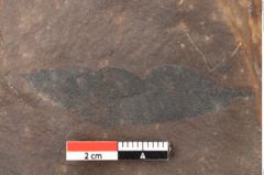 Foto (Detailsansicht) von Quercus palaeoilex Ettingshausen (NHMW-GEO-2024-0188-0821)